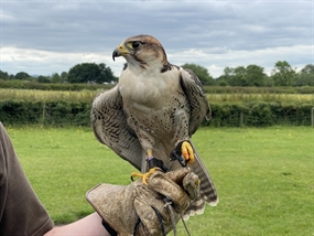 Customer Photo of Birds of Prey Derbyshire